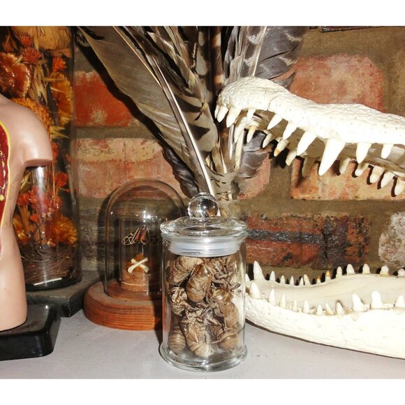 Glass Apothecary Oddity Jar with 13 Large Cicada Skins curiosity witchy goth - Picture 2 of 12